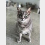 Bluey Vorschau des Tieres