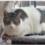 Grumpy Vorschau des Tieres