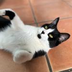 Lucy Vorschau des Tieres