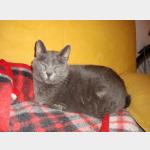 Pepper Vorschau des Tieres