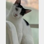 Coby Vorschau des Tieres