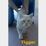 Tigger Vorschau des Tieres
