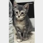 Miyu Vorschau des Tieres