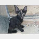 Kitty Vorschau des Tieres