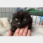 Mowgli Vorschau des Tieres