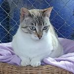 Cloe Vorschau des Tieres
