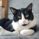 Sabino Vorschau des Tieres