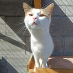 Muneca Vorschau des Tieres