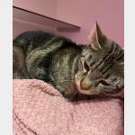 Lilly Vorschau des Tieres