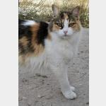 Lily Vorschau des Tieres