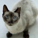 Minerva Vorschau des Tieres