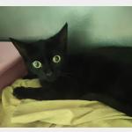 Salem Vorschau des Tieres