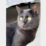 Bagheera Vorschau des Tieres