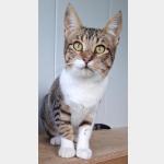 Malasana Vorschau des Tieres