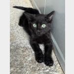 Relampago Vorschau des Tieres