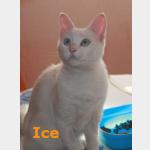 Ice Vorschau des Tieres