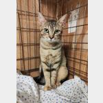 Tigrilla Vorschau des Tieres