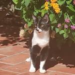 Nami Vorschau des Tieres