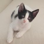 Cloe Vorschau des Tieres
