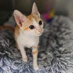 Bambi Vorschau des Tieres