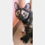 Dorothy Vorschau des Tieres