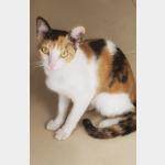 Lizzy Vorschau des Tieres