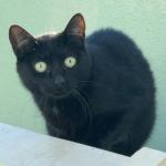 Misha Vorschau des Tieres