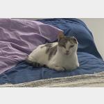 Gus Vorschau des Tieres