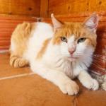 Rocky Vorschau des Tieres