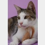 Duendecillo Vorschau des Tieres