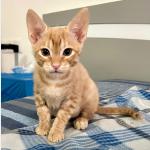 Tom Vorschau des Tieres