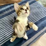 Jerry Vorschau des Tieres