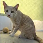 Ryan Vorschau des Tieres