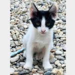 July Vorschau des Tieres