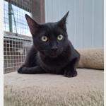 Velasco Vorschau des Tieres