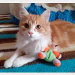 Owen Vorschau des Tieres