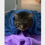 Pozito Vorschau des Tieres