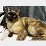 Neo Vorschau des Tieres