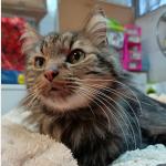 Titan Vorschau des Tieres