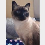 Juno Vorschau des Tieres