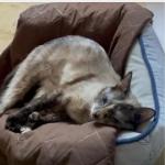 Yoana Vorschau des Tieres