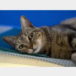 Bipa Vorschau des Tieres