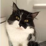 Lance Vorschau des Tieres