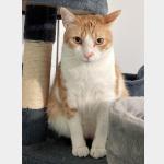 Otto Vorschau des Tieres