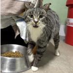 Pompon Vorschau des Tieres