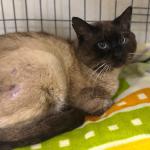 Castor Vorschau des Tieres