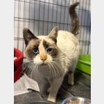 Libby Vorschau des Tieres