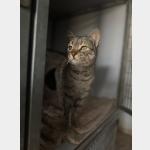 Charlita Vorschau des Tieres