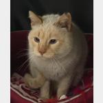 Blanco Vorschau des Tieres