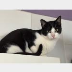 Snowball Vorschau des Tieres